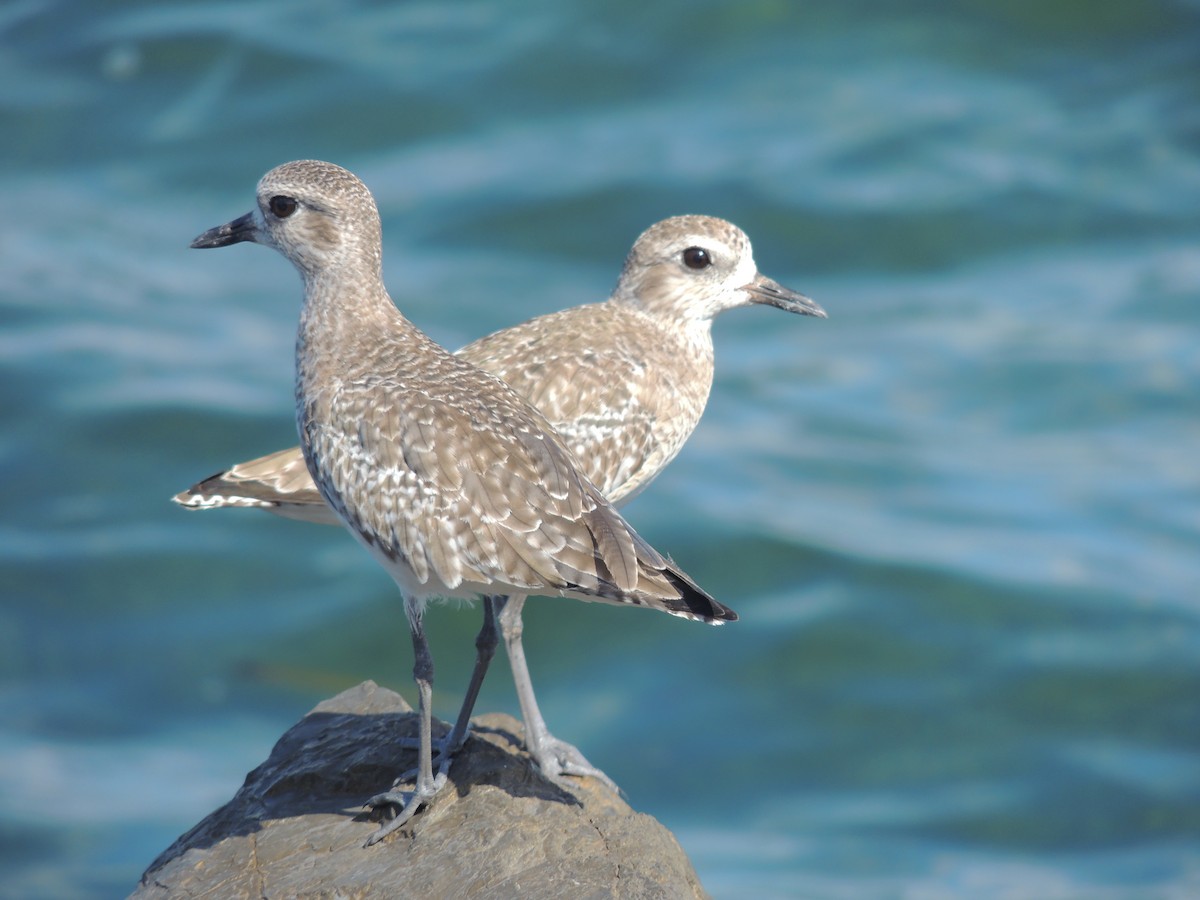 Black-bellied Plover - ML204679501