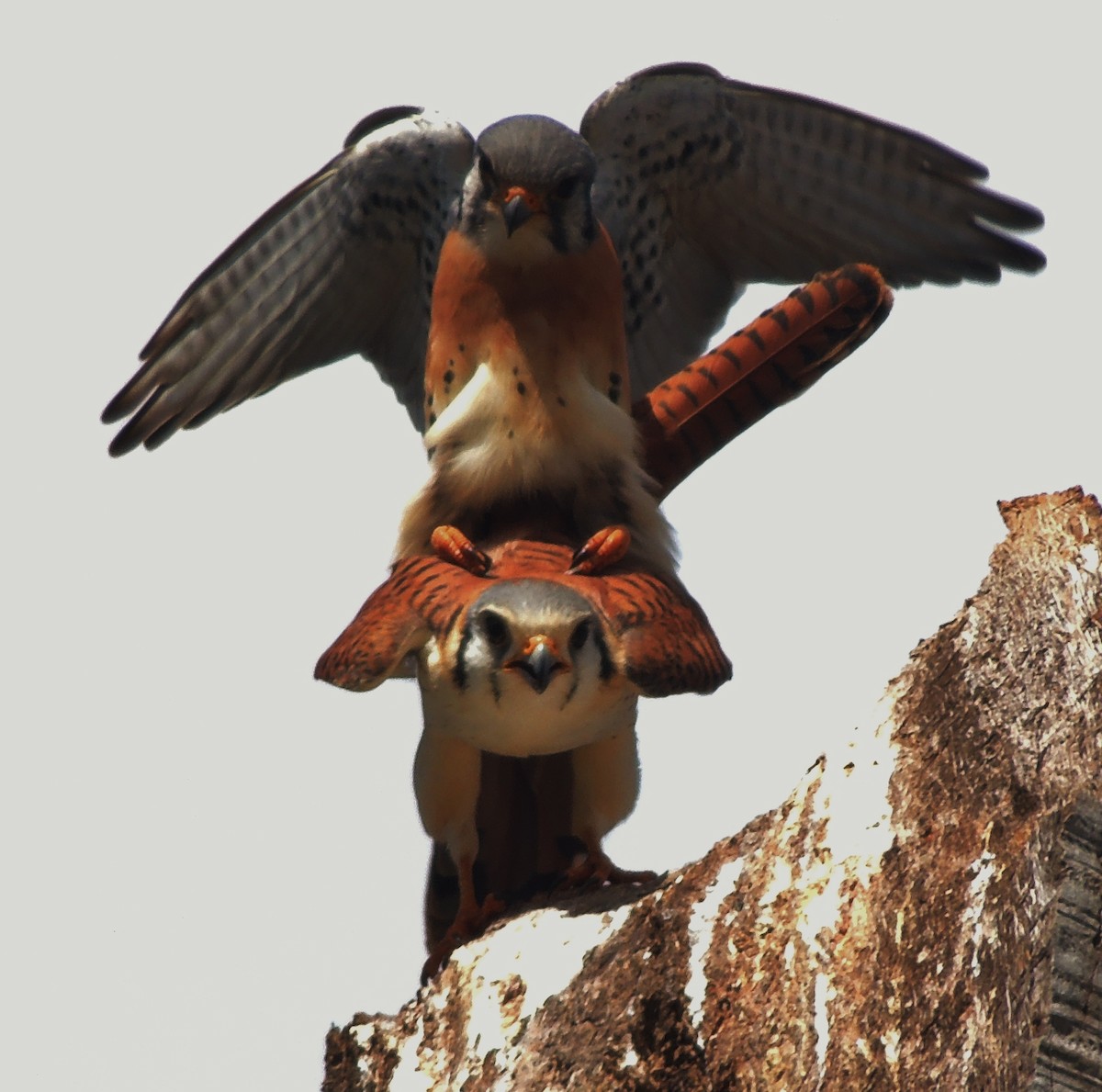 American Kestrel (Cuban) - ML204679531