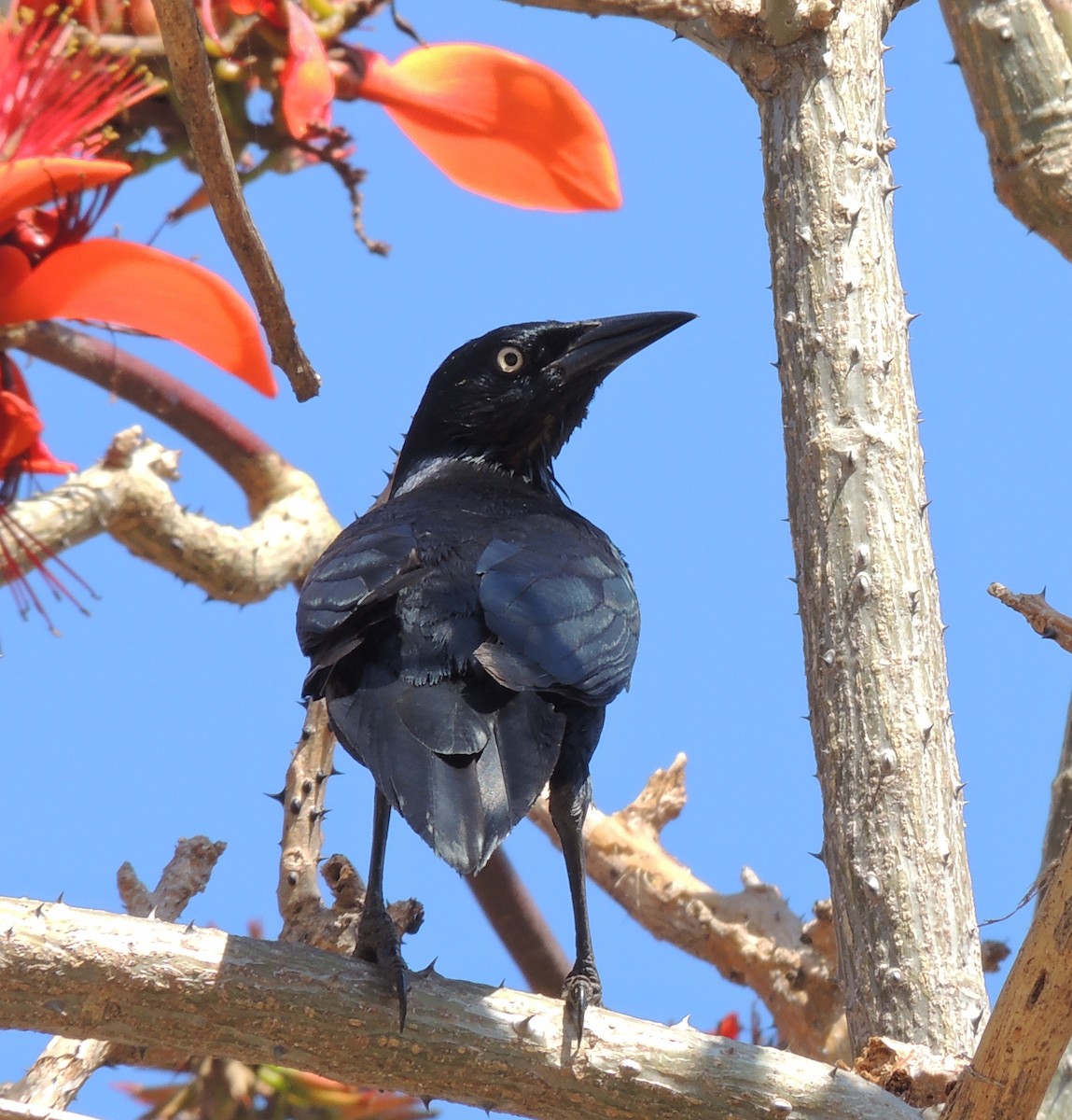 Greater Antillean Grackle - ML204679541