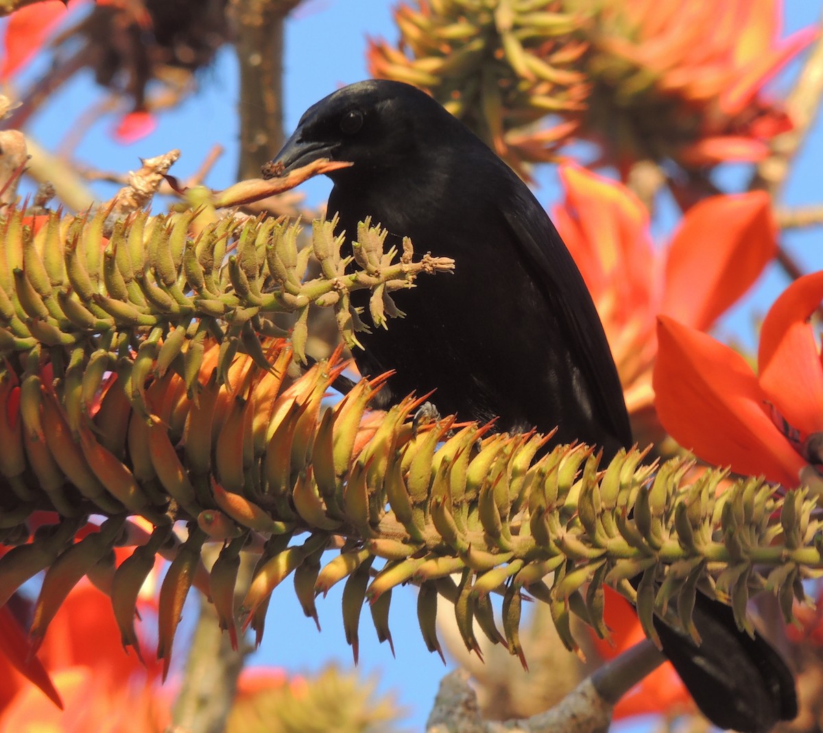 Cuban Blackbird - ML204679551