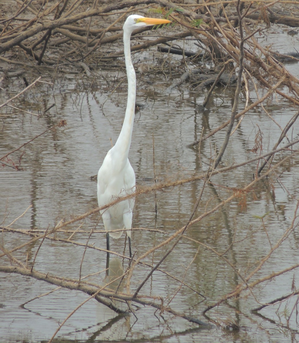 Great Egret - ML204679571