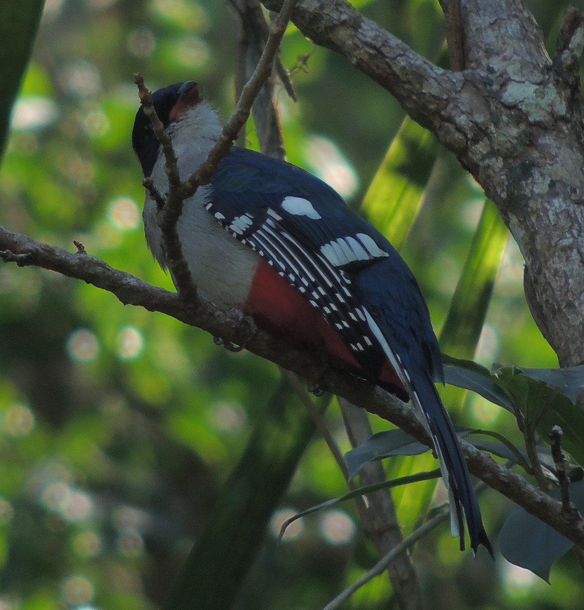 trogon kubánský - ML204679581