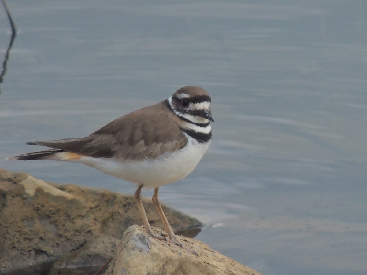 Killdeer - ML204679641