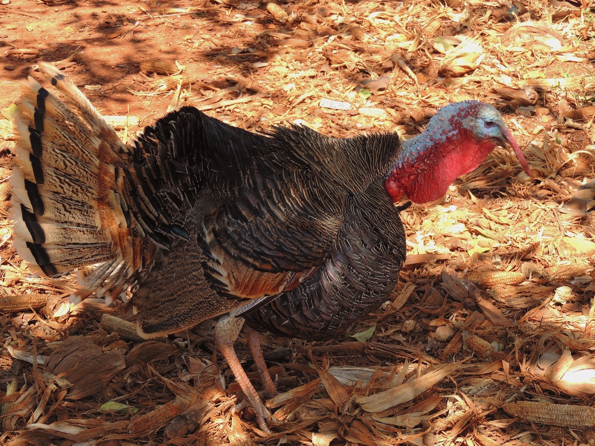 Wild Turkey - ML204679681
