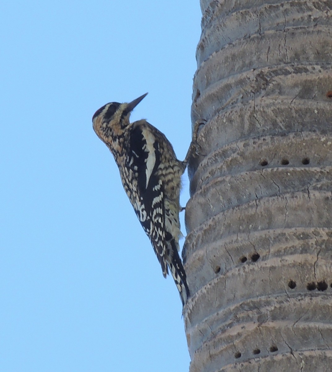 Yellow-bellied Sapsucker - ML204679691