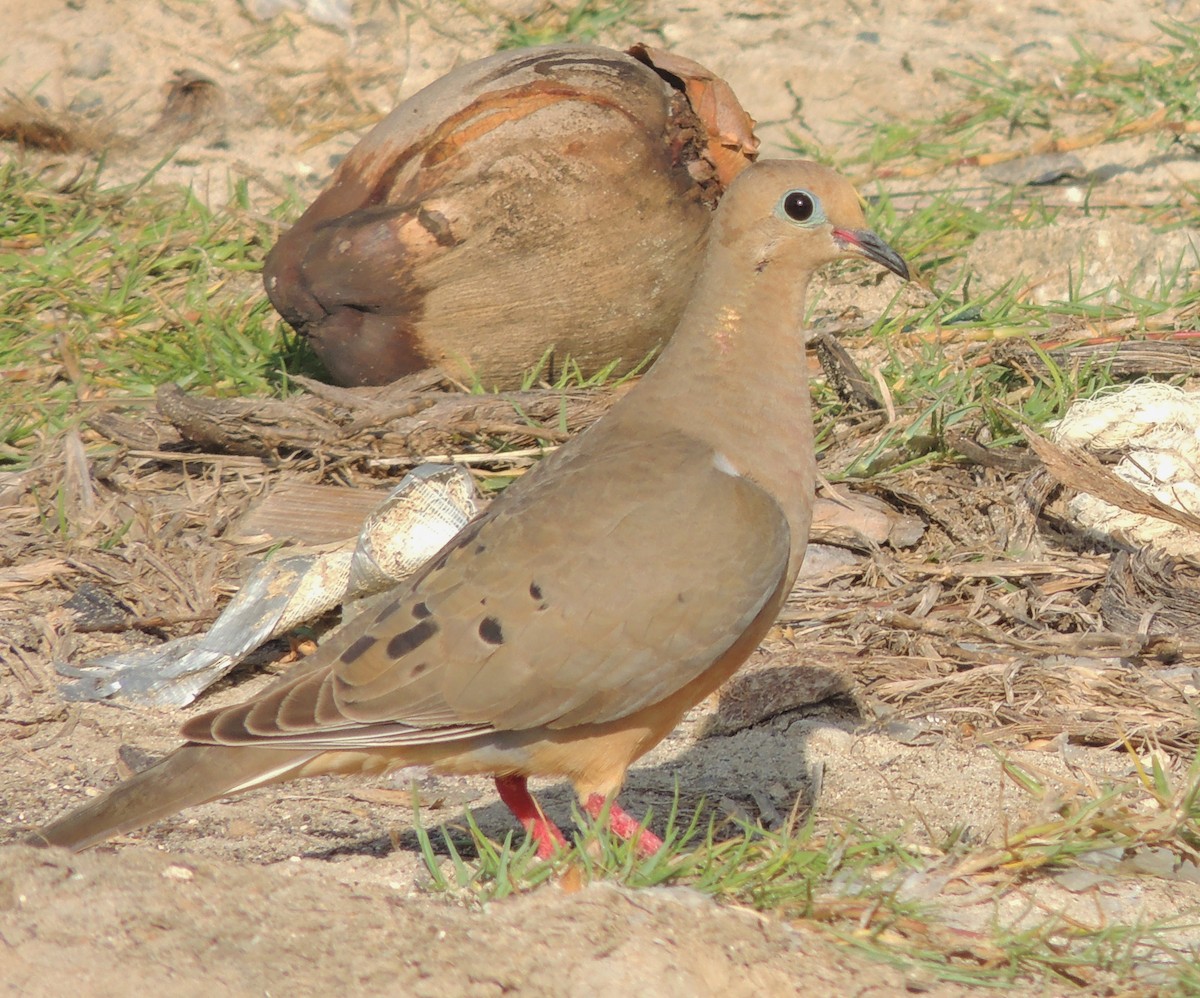 Mourning Dove - ML204679751