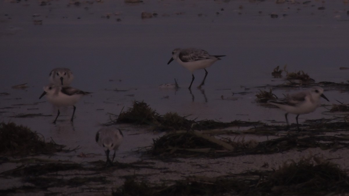 Sanderling - ML204679771