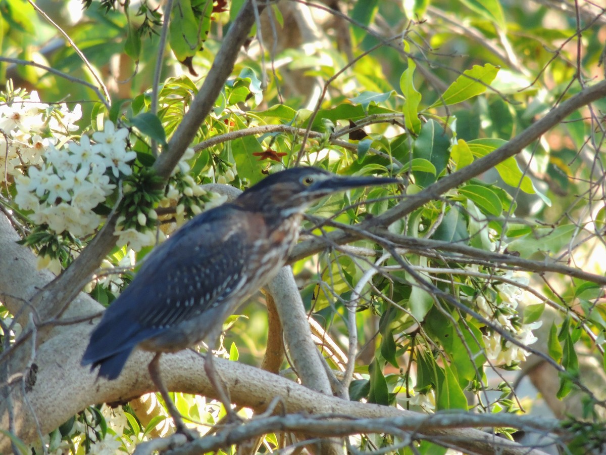 Green Heron - ML204679781