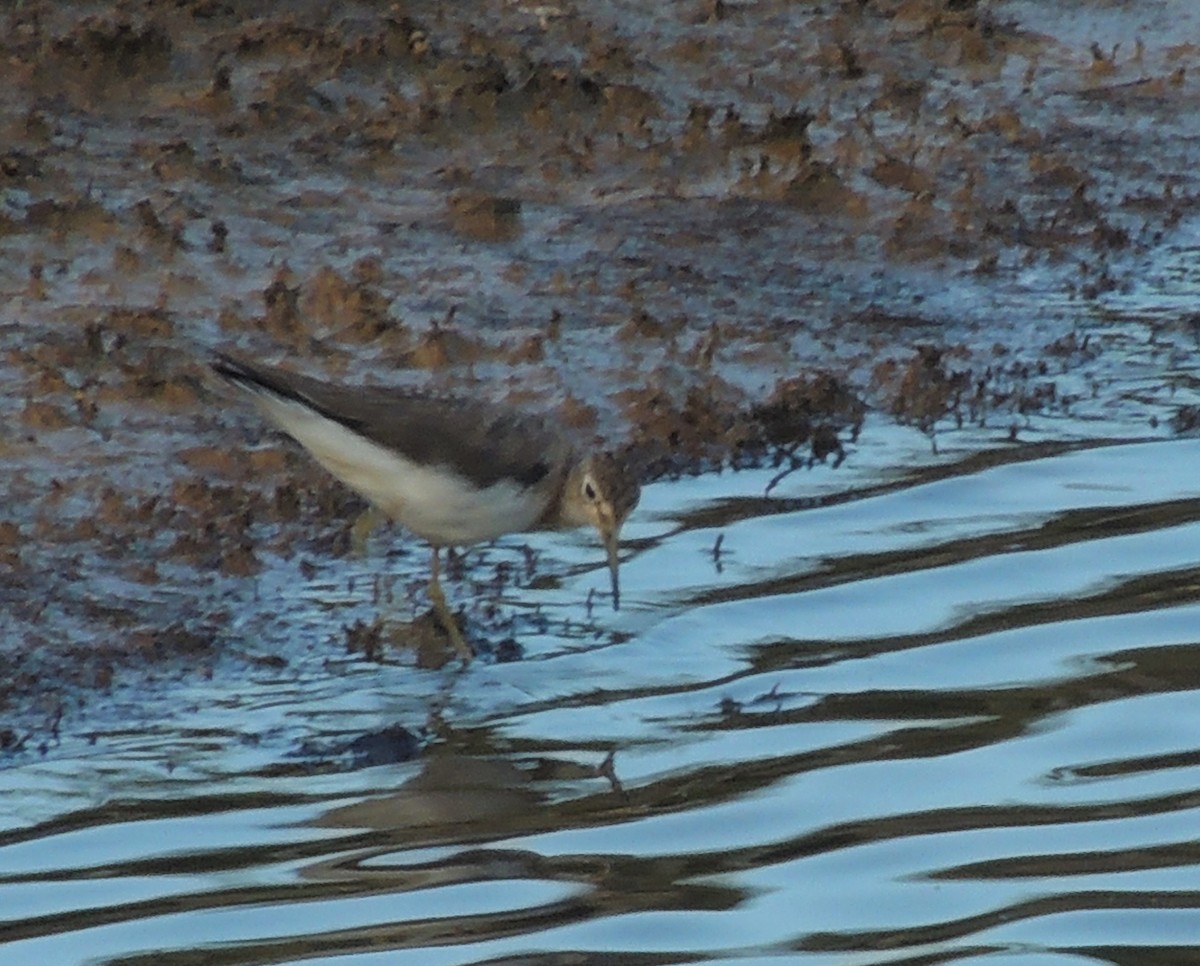 Solitary Sandpiper - ML204679821