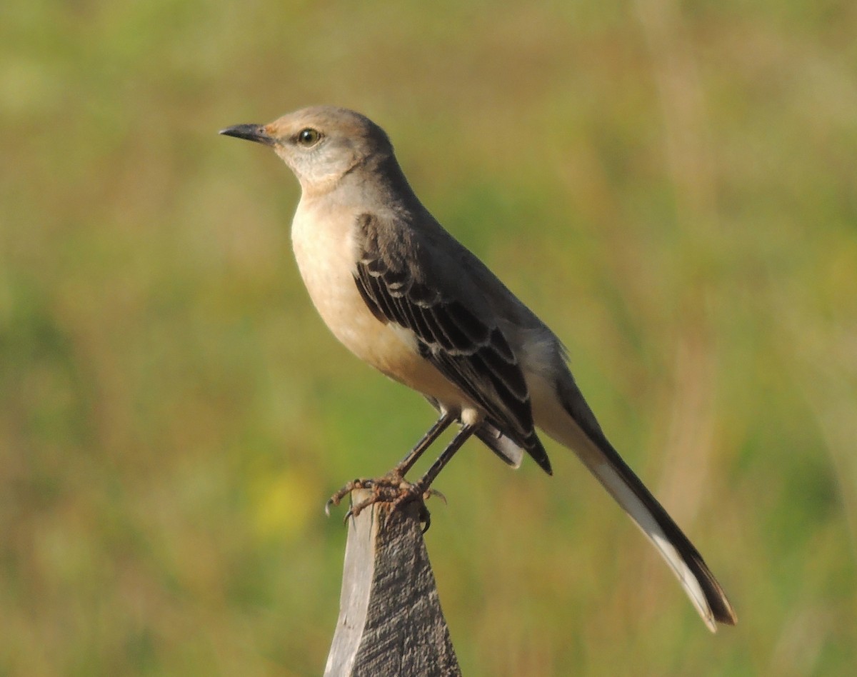 Northern Mockingbird - ML204679831