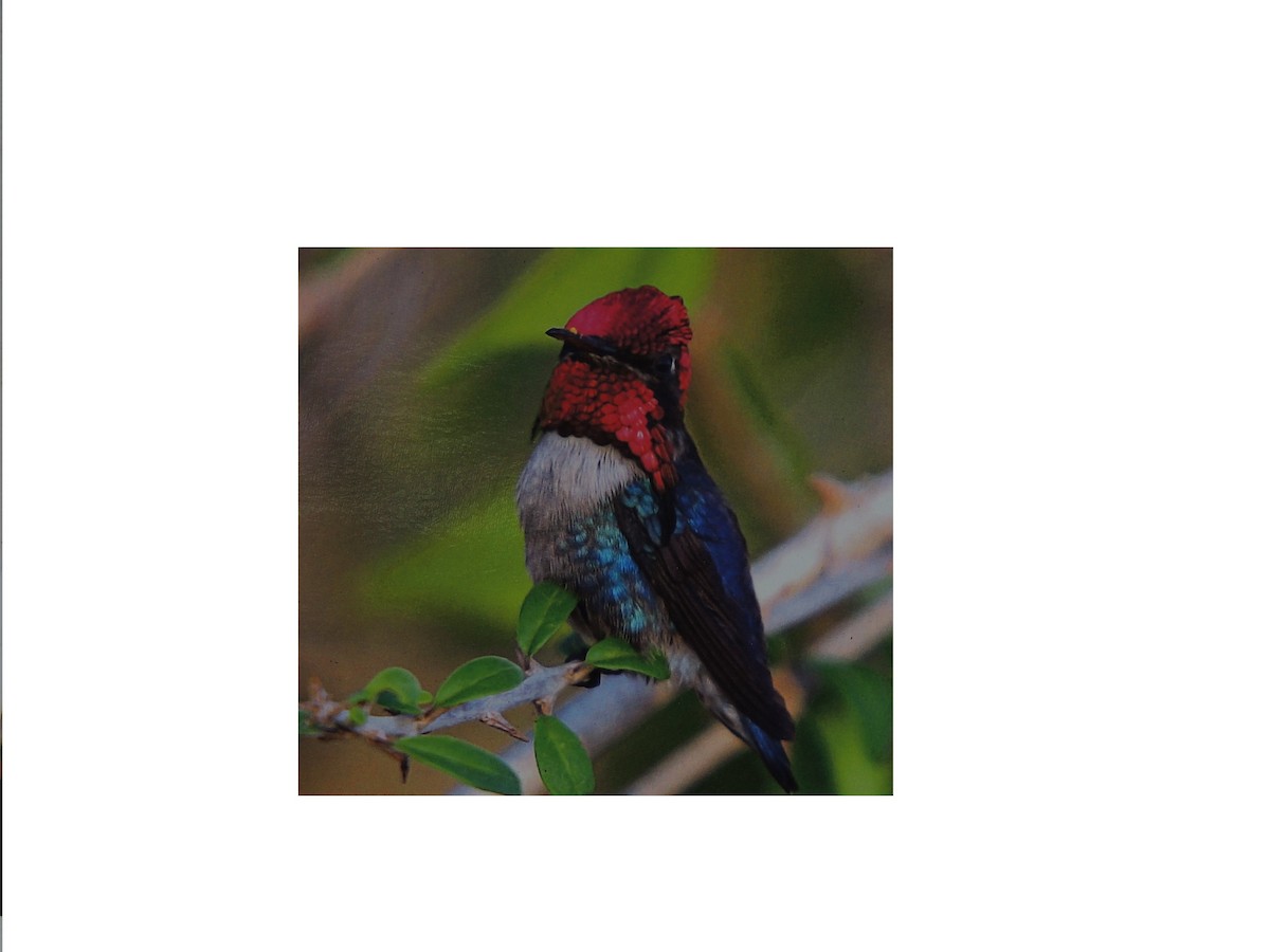 Bee Hummingbird - ML204679891