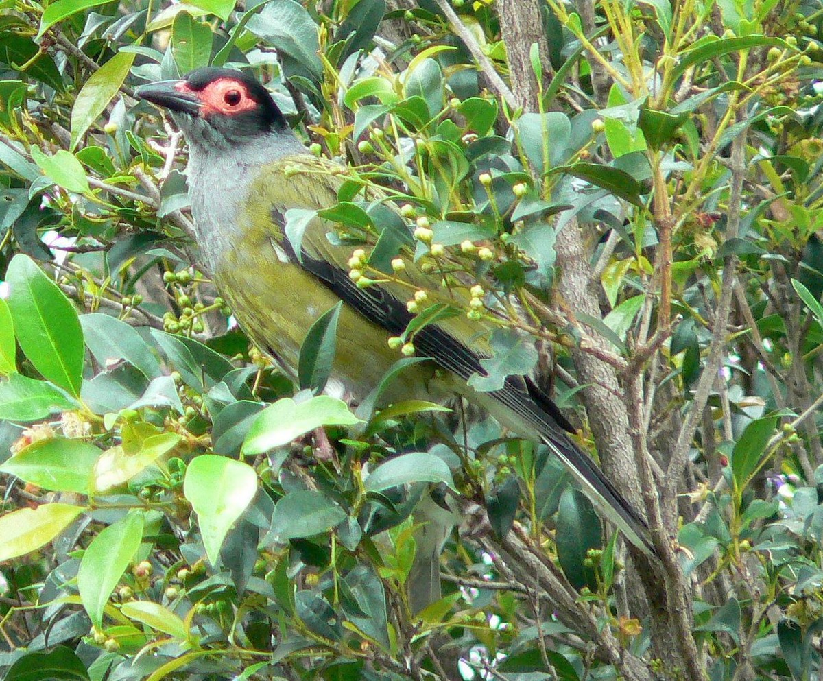 Australasian Figbird - ML204679911