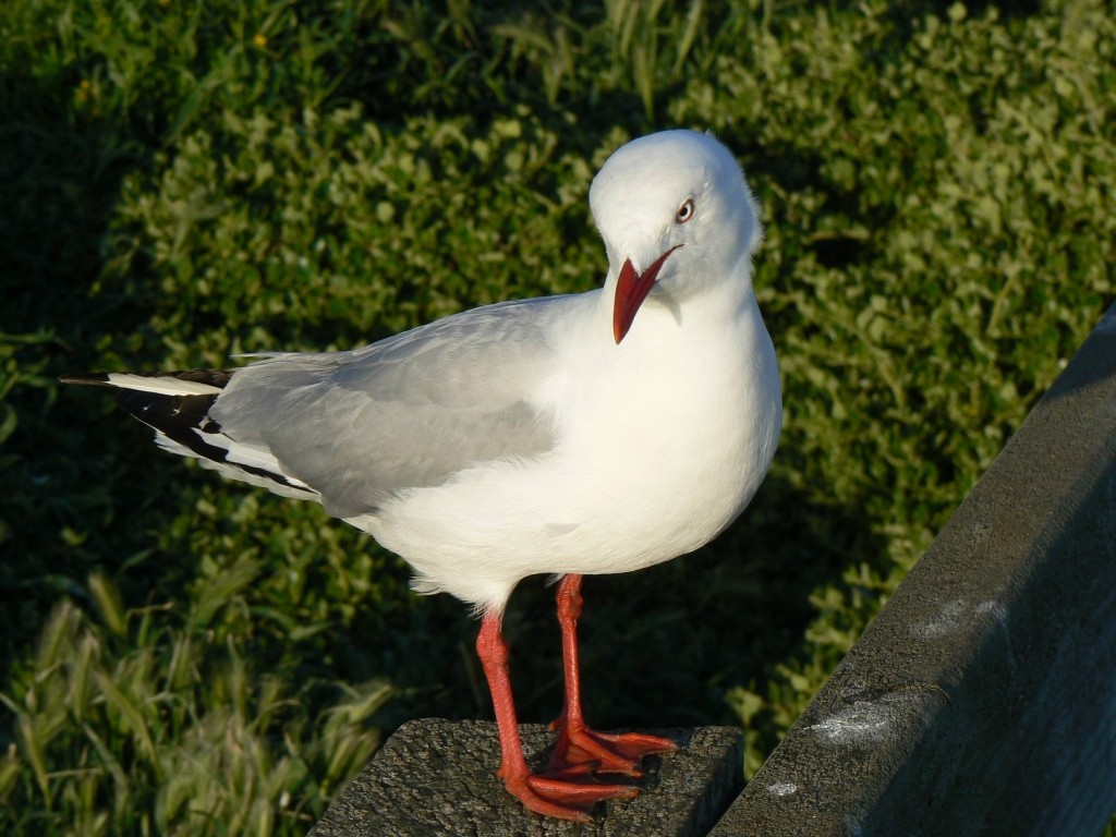 紐澳紅嘴鷗 - ML204679921