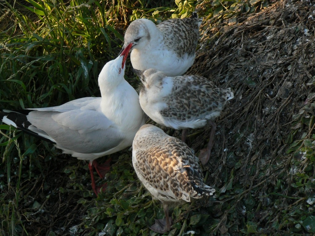 紐澳紅嘴鷗 - ML204679931