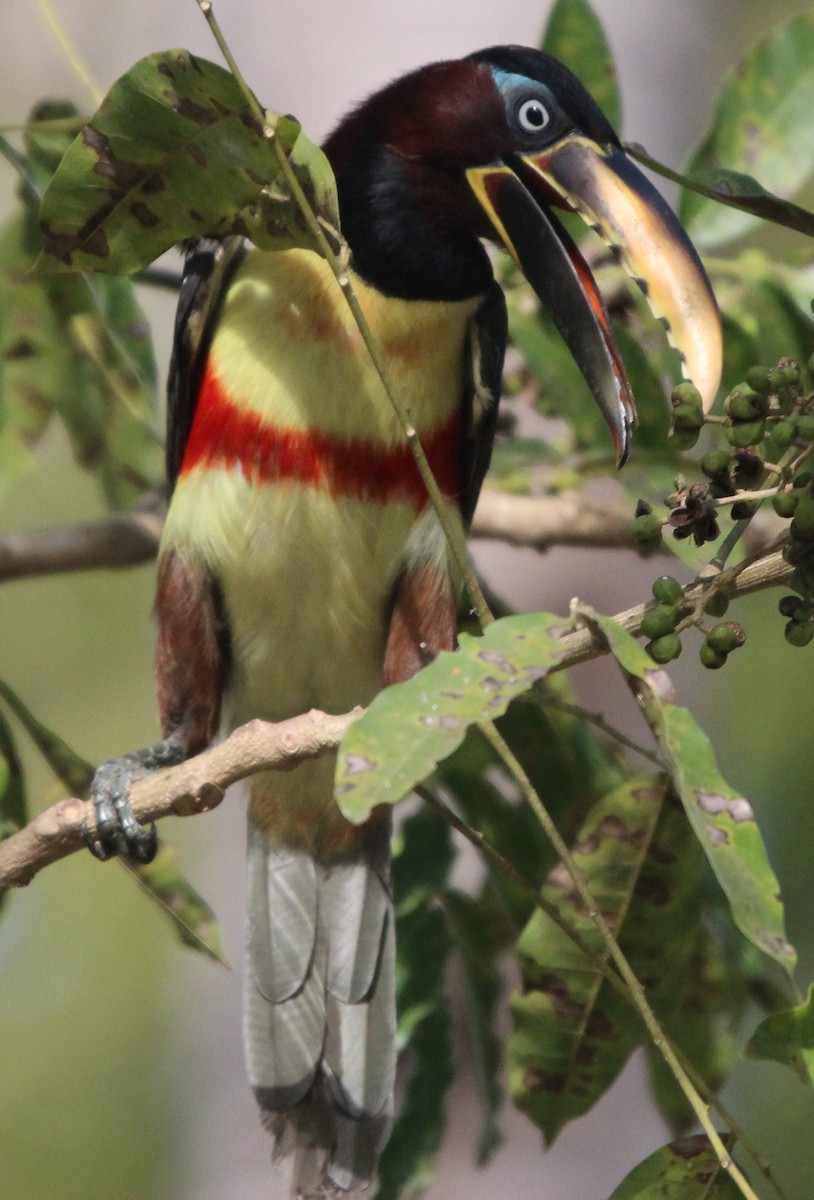 Chestnut-eared Aracari - ML204679941