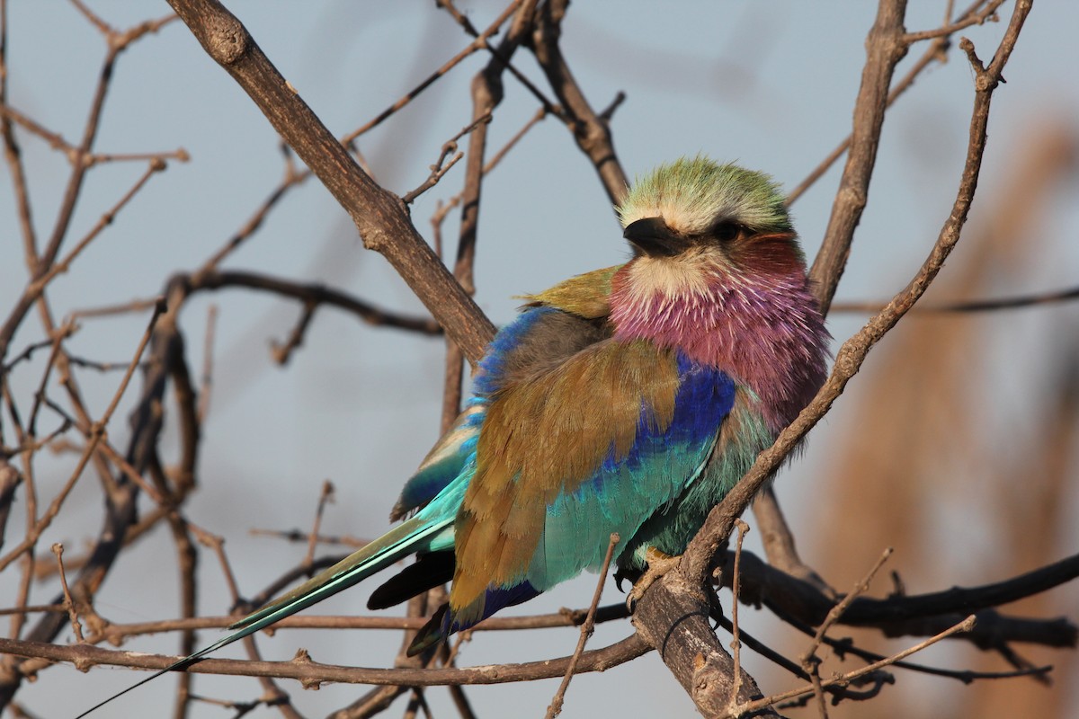 Lilac-breasted Roller - ML204679951