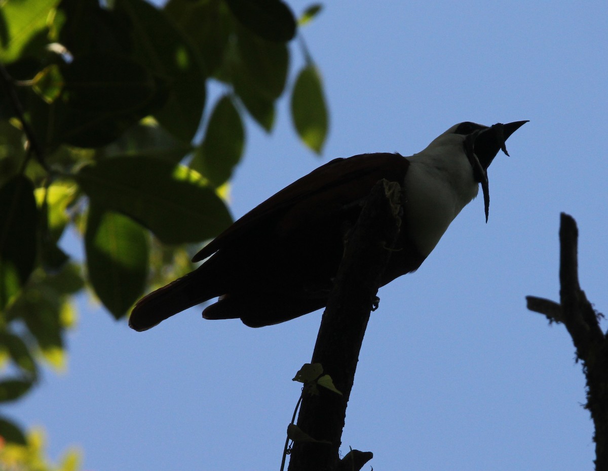 Three-wattled Bellbird - ML204679961