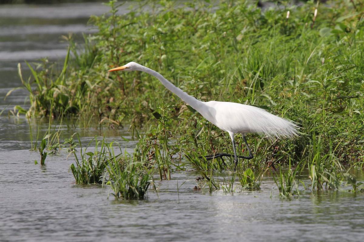 Great Egret - ML204679971