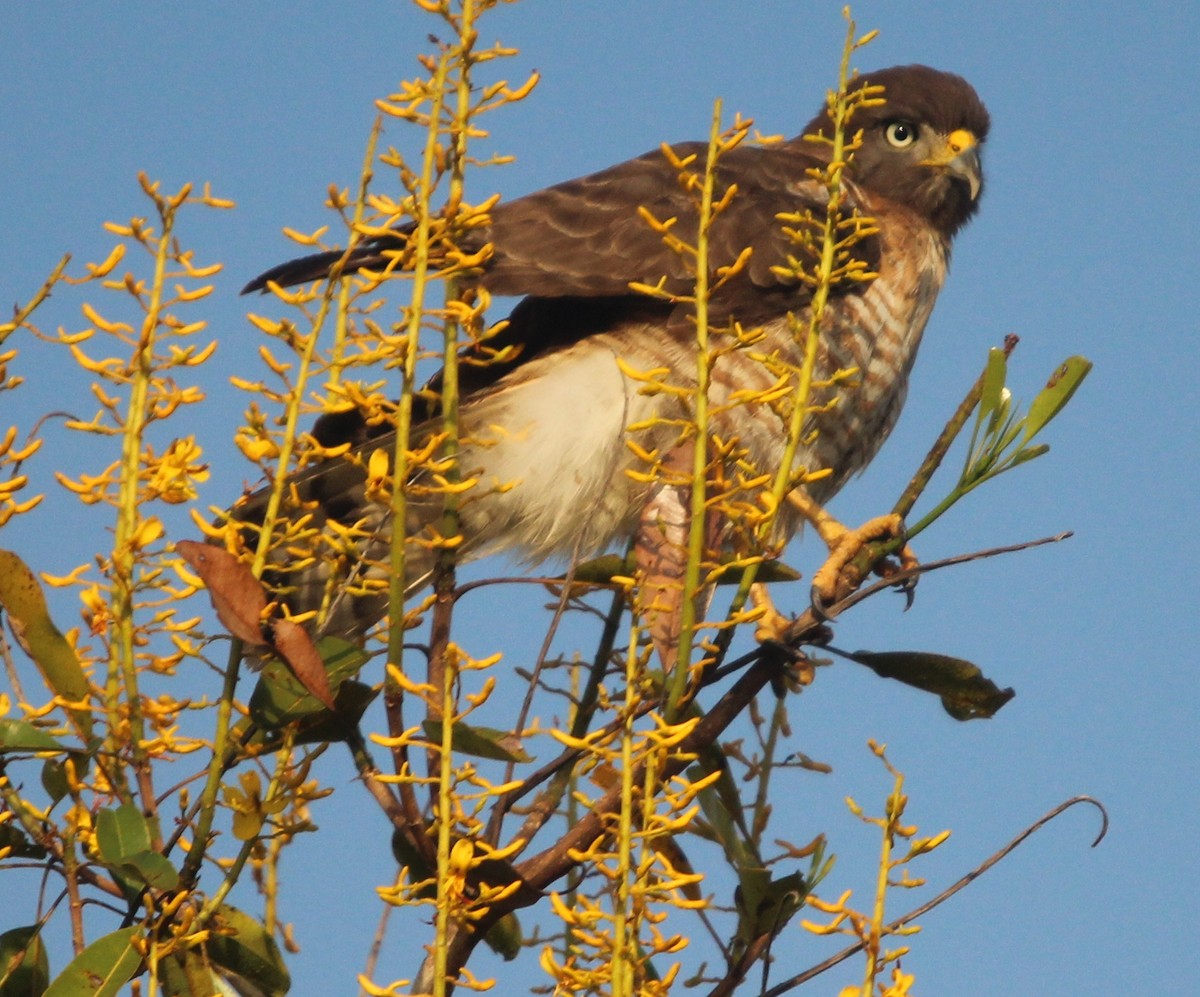 Roadside Hawk - ML204679981
