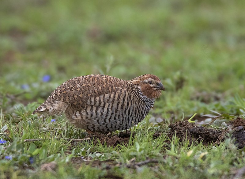 Rock Bush-Quail - ML204680251