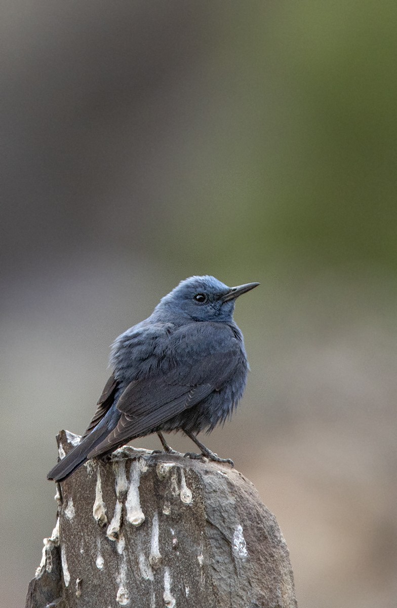 Blue Rock-Thrush - ML204680291