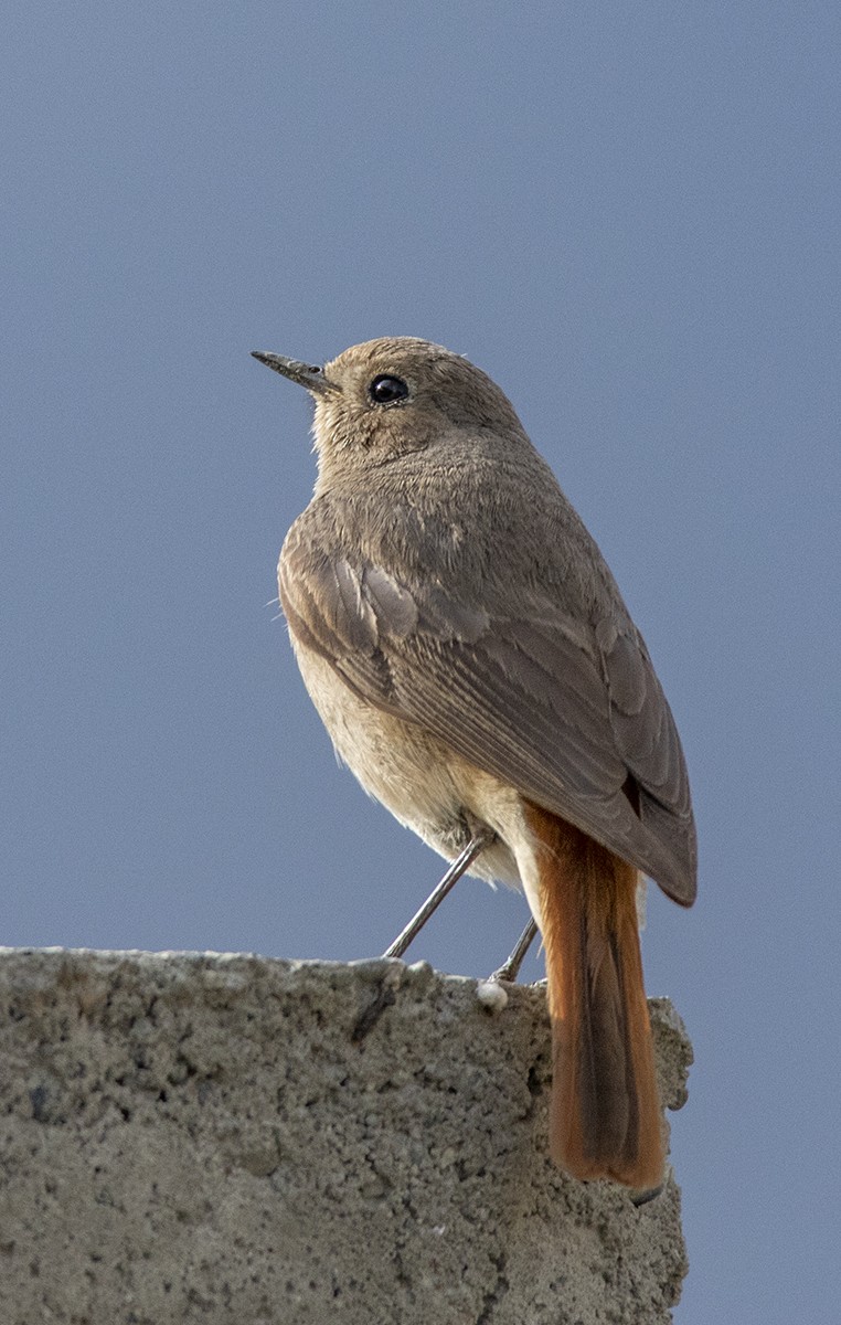 Black Redstart (Eastern) - ML204680351