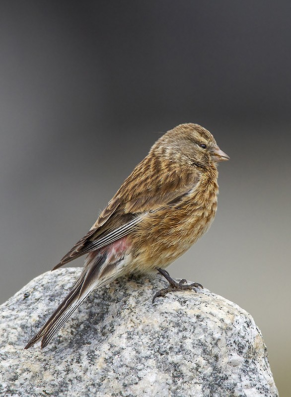 Twite - ML204680401