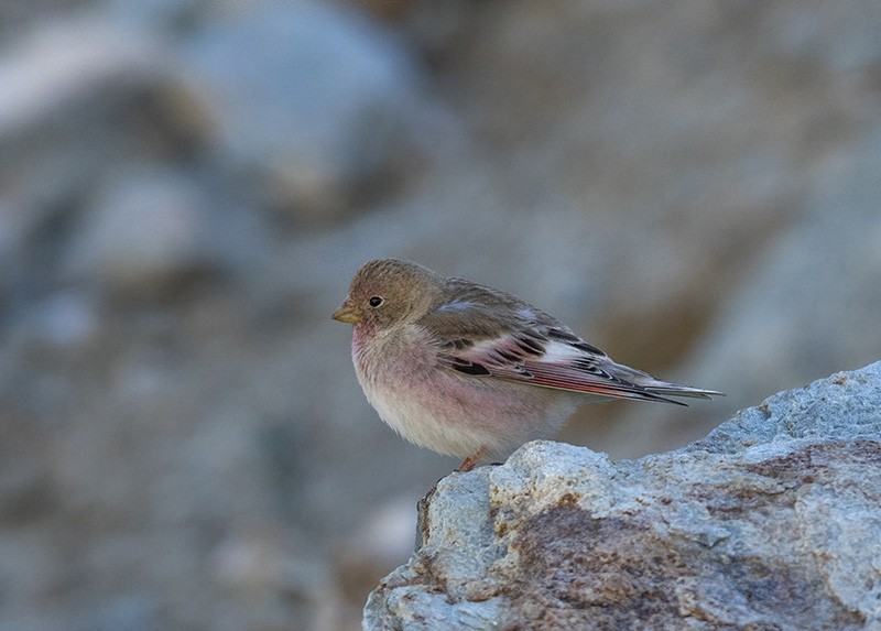 Mongolian Finch - ML204680421