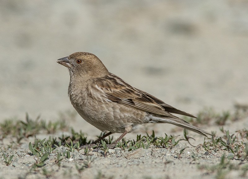 Plain Mountain Finch - ML204680431