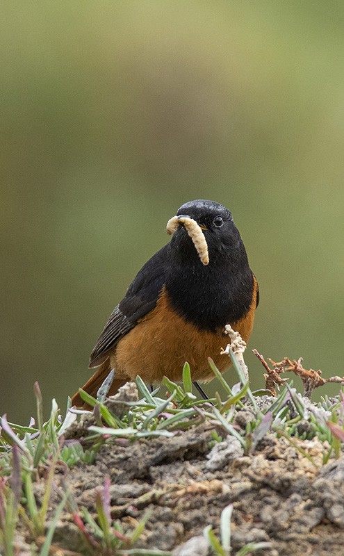 Black Redstart (Eastern) - ML204680451