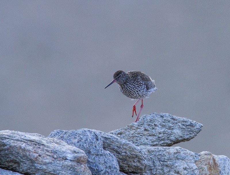 Common Redshank - ML204680471