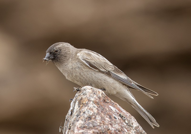 Black-headed Mountain Finch - ML204680531