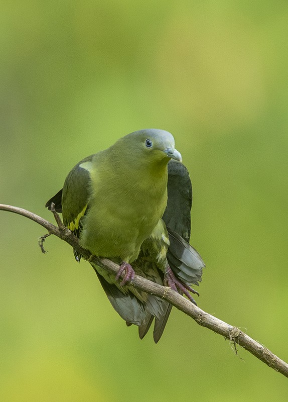 Gray-fronted Green-Pigeon - ML204680561