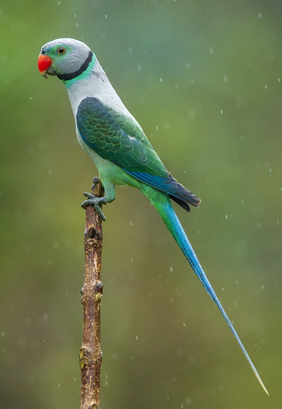 Malabar Parakeet - Solomon Sampath Kumar