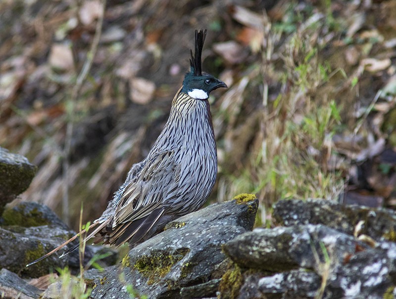 Koklass Pheasant - ML204680691