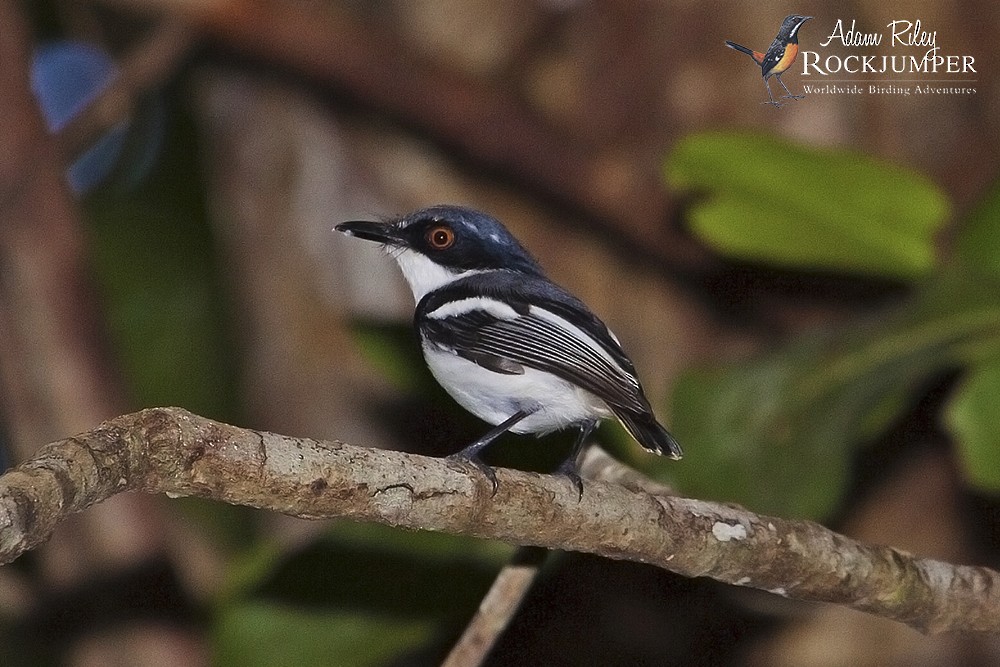 Short-tailed Batis - ML204680761