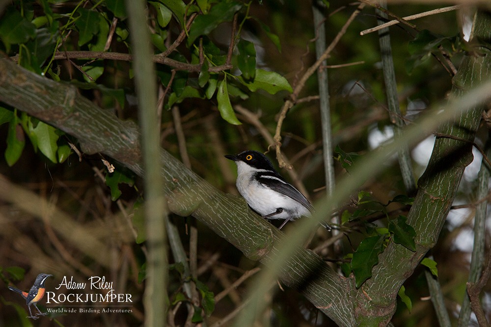 Woodwards' Batis - Adam Riley