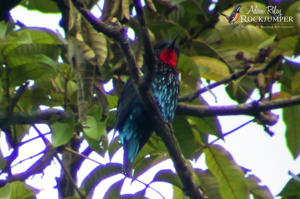 Black Bee-eater - ML204680821