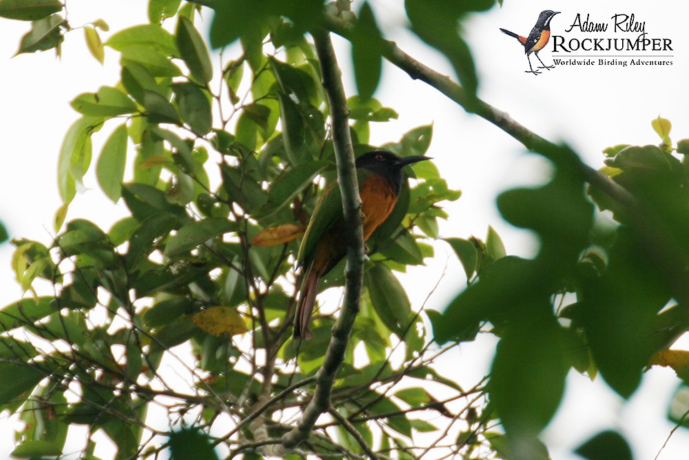 Black-headed Bee-eater - ML204680861