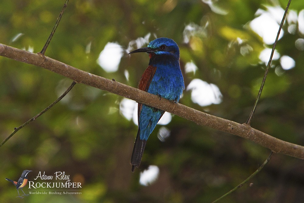 Blue-moustached Bee-eater - Adam Riley