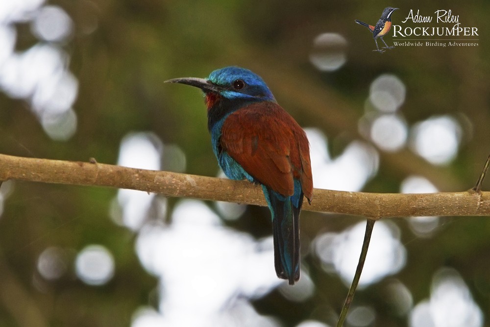 Blue-moustached Bee-eater - Adam Riley