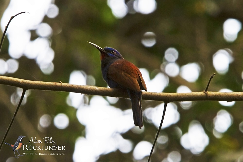 Blue-moustached Bee-eater - ML204681011