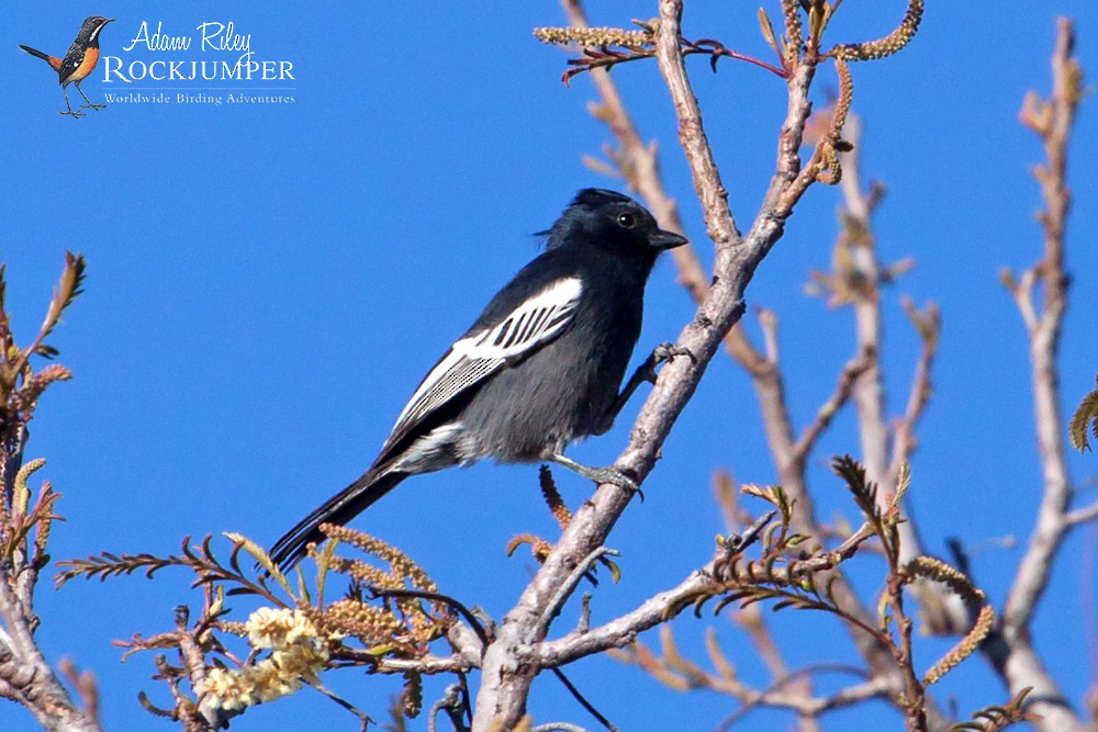 Southern Black-Tit - ML204681421