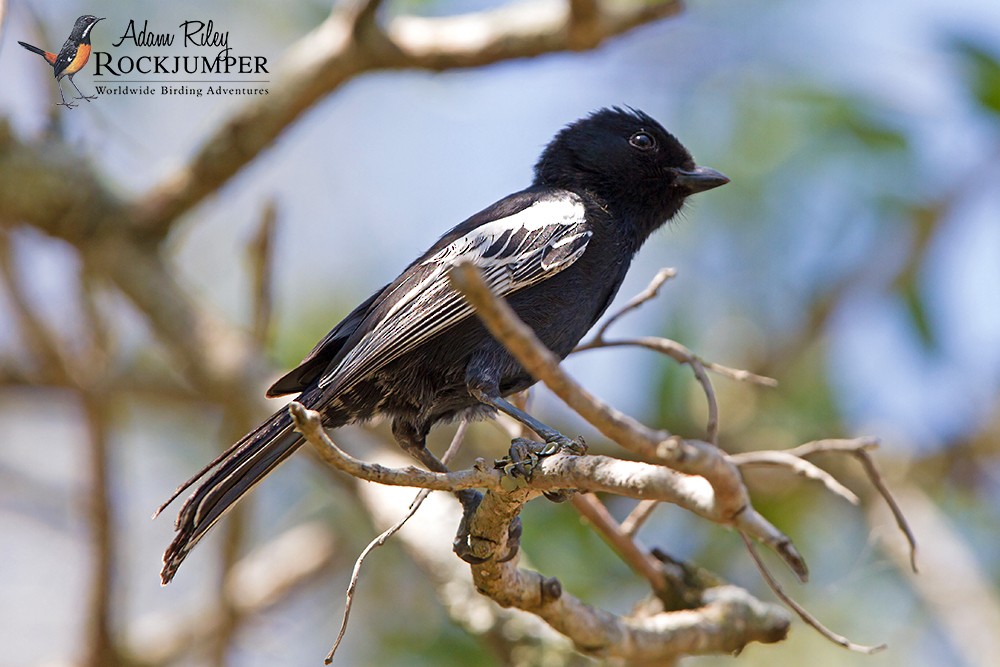 Southern Black-Tit - ML204681431