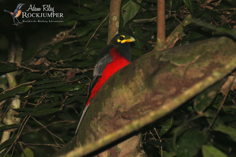 Bare-cheeked Trogon - ML204681521