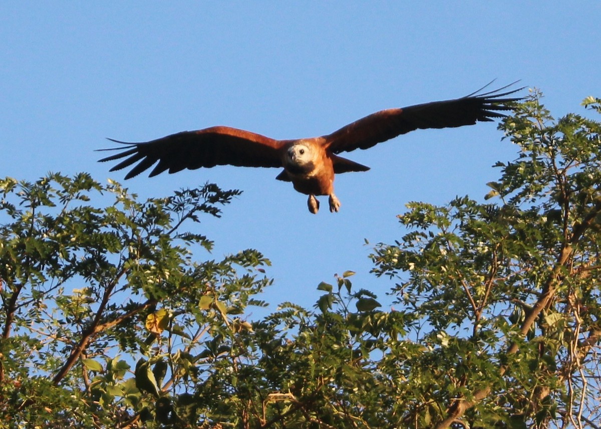 Black-collared Hawk - ML204681541