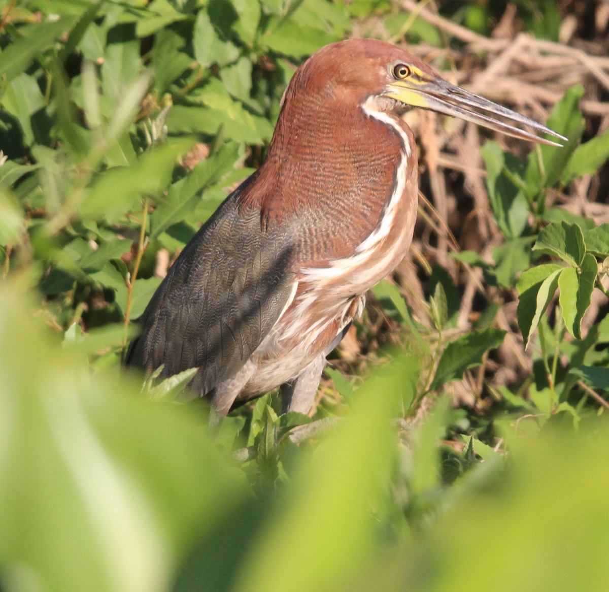 Rufescent Tiger-Heron - Laura Sargentini