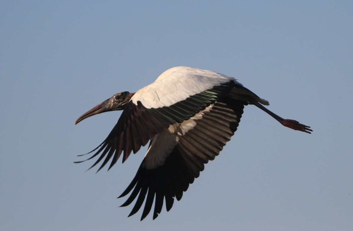 Wood Stork - ML204681611