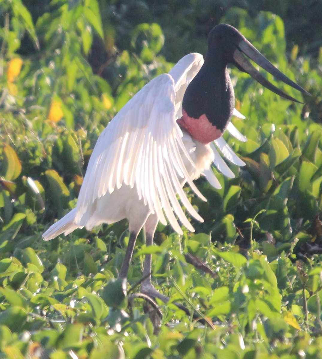 Jabiru d'Amérique - ML204681621