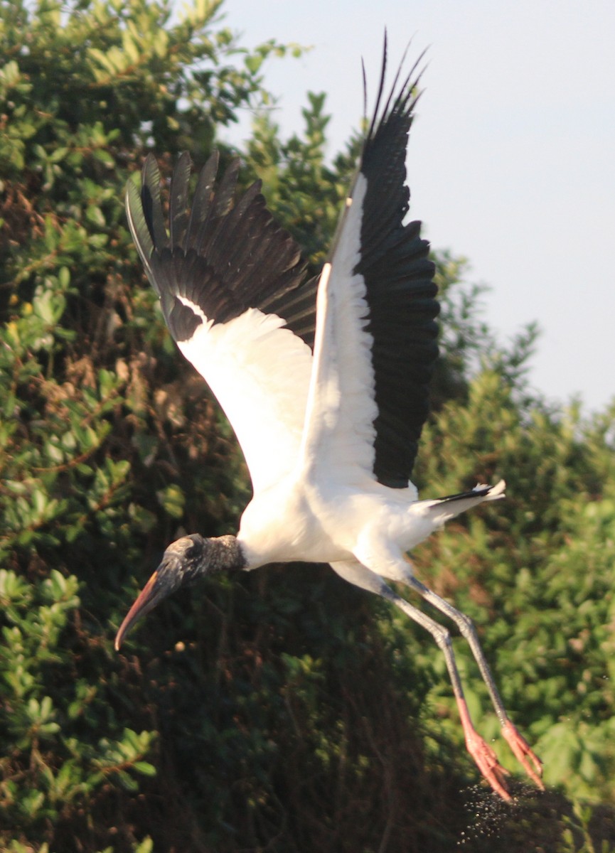 Wood Stork - ML204681631